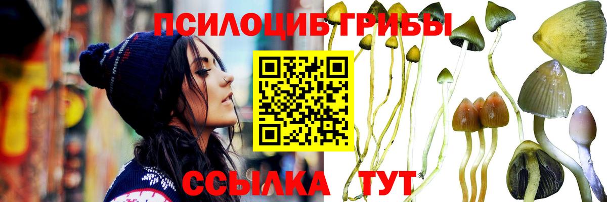 Камышин  Галлюциногенные грибы Psilocybe  Псилоцибиновые грибы прущие грибы  Вход с VPN 